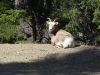 bighorn sheep resting