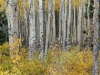 landscape_aspens_01