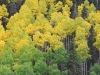 landscape_aspens_turning