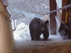 bear-at-office