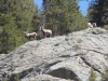 bighorn sheep