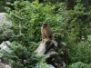 Marmot