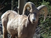 bighorn sheep