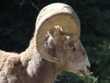 bighorn sheep