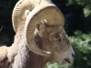 bighorn sheep