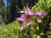 fairy-slipper_flower