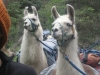 llama pair