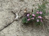 roses on a slope